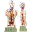 Transparent human anatomy body model with internal organs,transparent model body